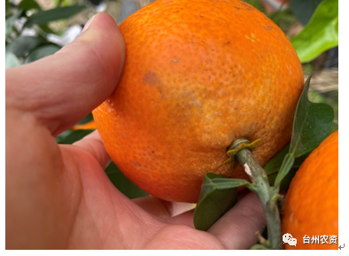 臺州農(nóng)資 臺州農(nóng)資